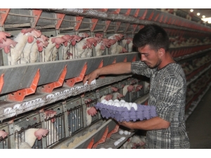Yumurta Üreticisi Çözüm Bekliyor