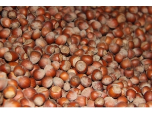 Düzce’den Avrupa’ya Beş Ayda 3 Bin 758 Ton İç Fındık İhraç Edildi