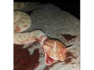 Mardin’de Boynuzlu Yılan Görüldü