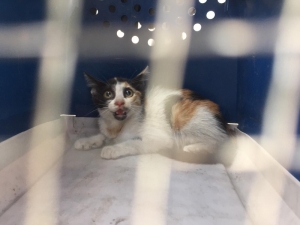 Araca Sıkışan Kediye ’Playback’ Kurtarma