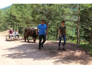 Artvin’de Boğalar Kafkasör Festivali Öncesi Kampa Girdi