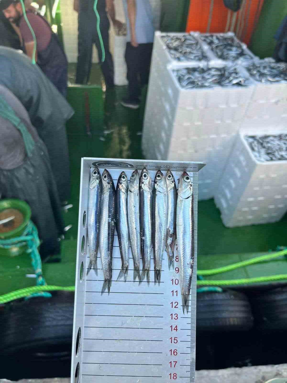 didim-de-hamsi-kotasi-denetimi-yapildi