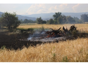 Erzincan’da Arpa Tarlasında Yangın