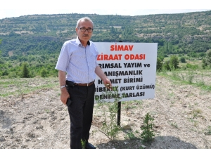Simav’da “Goji Beryy” (Kurt Üzümü) Deneme Ekimi