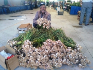 Yerli Sarımsak Çıktı, Fiyatlar Düştü