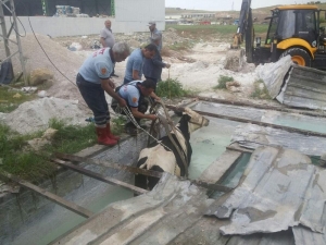 Siirt’te Bir İş Yerinin Havuzuna Düşen İnek İtfaiye Ekiplerince Kurtarıldı