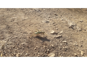 Dev Çekirge Bu Kez Mardin’de Görüldü