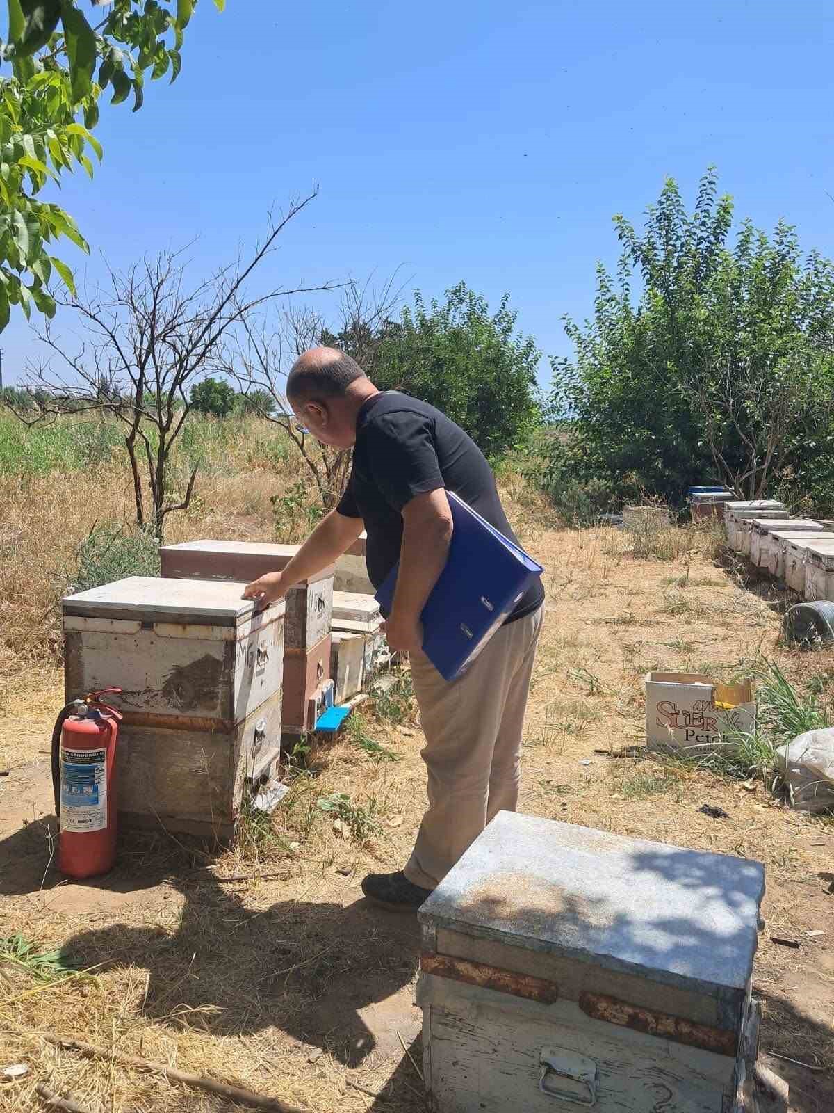 kosk-te-arili-kovan-tespit-calismalari-suruyor