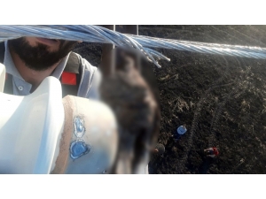 Güvercin Elektrik Teline Takılınca 20 Dönüm Buğday Tarlası Kül Oldu