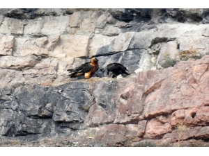 Kırmızı Listedeki ‘Doğanın Çöpçüsü’ Gümüşhane’de Kameralara Takıldı