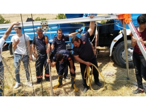 Kuyuya Düşen İnek, 5 Saat Süren Çalışmayla Kurtarıldı