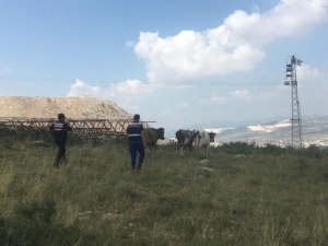 Kayıp İnekler Drone İle Bulundu