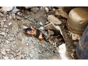 Kanalizasyon Borusuna Sıkışan Yavru Kediyi İtfaiye Kurardı