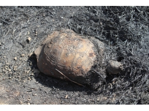 Alanya’da Orman Yangın Korkuttu