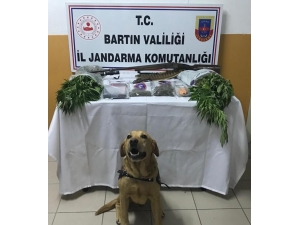 Jandarmadan Uyuşturucu Operasyonu