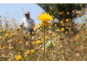 Kuşadası Tüllüşahı İçin Koruma Eylem Planı Toplantısı Yapıldı