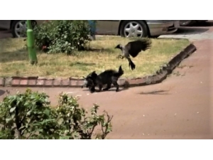 Kedinin Avladığı Yavruyu Kurtaramadılar