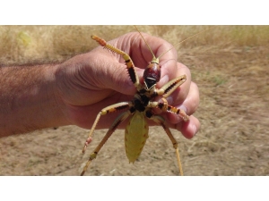 Dev Çekirge Bu Kez Batman’da Görüldü