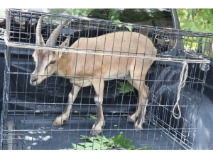 Yaralı Dağ Keçisi Tedavi Edildikten Sonra Doğal Yaşam Alanına Bırakıldı