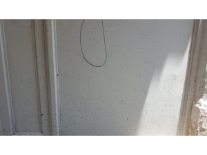 Yavuzeli’nde Sinek İstilası