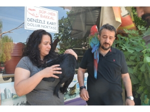 Vicdansız Sürücü Köpeği Böyle Ezdi