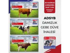 Adsyb Damızlık Düve Merkezinde Yetiştirilen İlk Parti 68 Düve İhaleye Çıkıyor