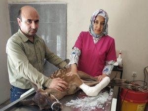 Yaralı Geyik Tedavi Edildi