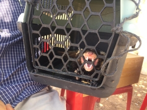 Koruma Altındaki Alaca Sansar Mardin’de Görüldü