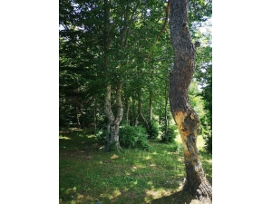 Çıra İçin Ağaçların Gövdelerini Oydular