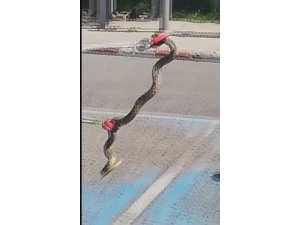 Bir Günde İki Yılan Operasyonu