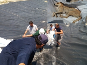 Baraj İnşaatında Mahsur Kalan Köpek Kurtarıldı