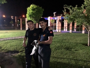 Ağaçta Mahsur Kalan Kedi İtfaiye Ekiplerince Kurtarıldı