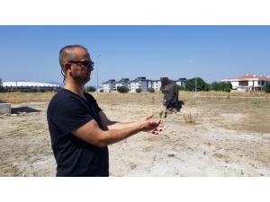 Yavru Baykuş 2 Ay Sonra Doğaya Salındı