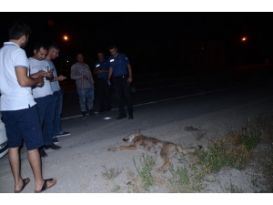 Pikabın Çarptığı Kurt Telef Oldu