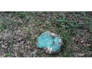 Kurtlardan Kurtulmak İsterken Köpekleri Öldürdü