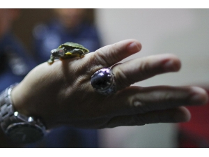 Malezya’da 5 Binden Fazla Kaçak Kaplumbağa Ele Geçirildi