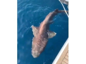Antalya’da 2 Metre Boyunda Köpek Balığı Yakalandı