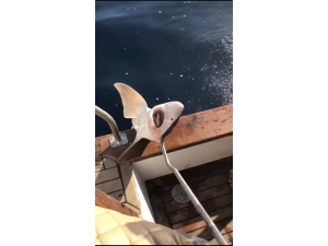 (Düzeltme) Antalya’da 2 Metre Boyunda Köpek Balığı Yakalandı