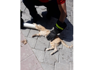 Kafası Boruya Sıkışan Kediyi İtfaiye Kurtardı