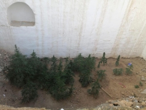 Evinin Eklentisini Uyuşturucu Bahçesine Çeviren Şahsa Operasyon