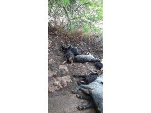 Ahıra Yıldırım Düştü, 10 Küçükbaş Hayvan Telef Oldu