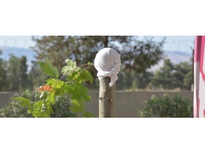 Bu Kez Ağacı Acımadan Kırdılar