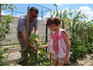 Bu Bahçenin Ürünlerini Öğrenciler Yetiştiriyor