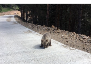 Yavru Ayı Yola İndi, Arap Turistler Şaştı Kaldı