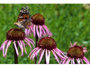 Van Gölü Kıyısında Rengarenk Tıbbi Bitkiler Bahçesi