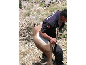 Kaçak Avcıya Vurduğu Yaban Keçisinin Maliyeti 25 Bin Tl Oldu