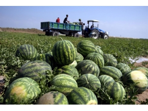 Antalya’da Karpuz Üretimi 500 Bin Tona Ulaştı