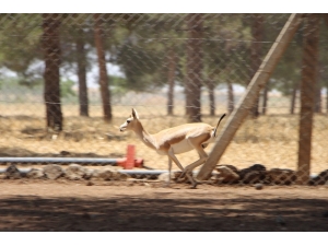 Nesli Tükenme Tehlikesi Bulunan Ceylanların Sayısı Artıyor