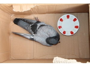 Yaralı Güvercine Vatandaşlar Sahip Çıktı