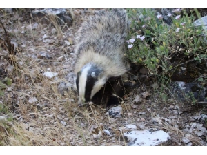 Siirt’te Nesli Tükenmekte Olan Yaralı Porsuk Tedavi Edilerek Doğaya Bırakıldı